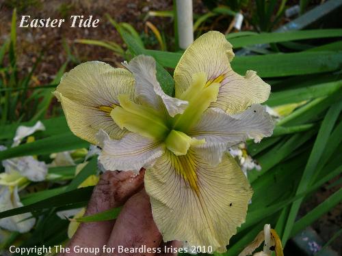 Easter Tide (1)